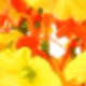 Morning Glory - Autumn Color - Yellow