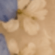 Blue Forget-me-not