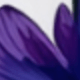 Lilac Purple