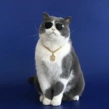 PETCHIC 1件裝美金符號吊墜寵物飾品，鑲鑽貓狗項鍊配金屬鏈條裝飾，時尚金色鏈條項圈，適合狗與貓 - 金色 - 查看 4