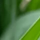 متعدد الألوان