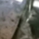 العقيق