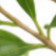 [Pump Bottle]Green Tea & Tea Tree Essential Oil