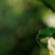 Tea Tree Oil