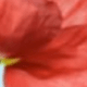花卉