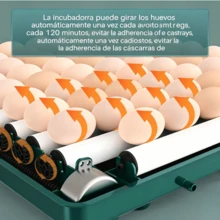 Egg Handling Supplies - Green - View 4