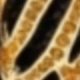 Dorado