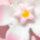 Pink Flowers