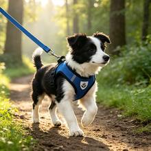 Anti-Pull Reflective Dog Harness 4-In-1 Set, Soft Breathable Mesh Adjustable Pet Vest With Leash, Includes Bell And Flower Hair Clip, Suitable For Small Dogs, Puppies, Kittens, Yorkshire Terrier, Chihuahua - Multicolor - View 3