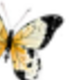 Butterflies In the Flowers