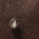 Chocolate Brown