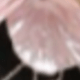 粉色