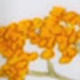 Golden Yarrow Pattern