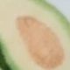Green Avocado