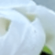 White a
