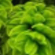hijau rumput