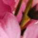 Mauve Purple