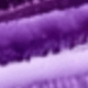 Purple Peacock