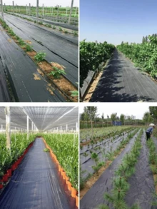 1件聚丙烯編織控制布,用於植物控制、農業覆蓋布、溫室墊,透水性 - 多款式 - 查看 5