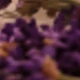 [Flameless Fragrance] Lavender