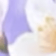 紫色花朵抽紙