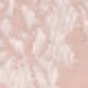 Pink Rose