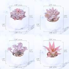 Preserved Flowers - 4pcs - View 3