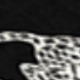Black Animal