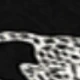 Black Animal
