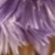 淺紫