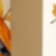 彩色