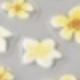 Yellow Plumeria