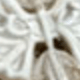 White Shell KT