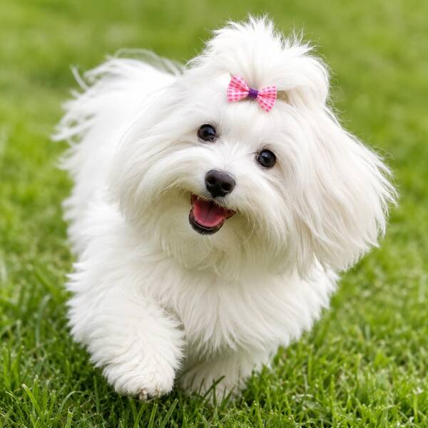 200/100/50pcs Random Color Cute Puppy Bow Hair Accessories, Mixed Color Floral Pet Bow Hair Accessories, Pet Grooming Bows, Puppy Hair Accessories, Suitable For Daily Use For Puppies And Kittens, Suitable For Various Occasions