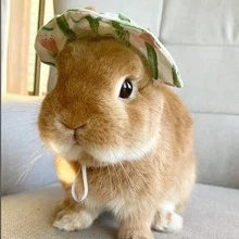Cute Rabbit Small Animal Pet Hat Clothing Set Accessories, Suitable For Rabbits, Guinea Pigs, Kittens, Puppies, Ferrets - Multicolor - View 3