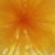 2 Yellow Frangipani