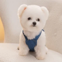 1件可愛牛仔背心，適合小型犬與中型犬，狗狗衣服貓咪衣服，適用泰迪、比熊、馬爾濟斯寵物衣 - 彩色 - 查看 7