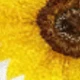 متعدد الألوان