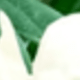 小蒼蘭