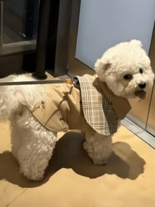 1pc Pet Autumn/Winter Fashion Windproof Cape Coat, Suitable For Dogs, Cats, Teddy, Bichon, Schnauzer And Other Breeds, Gentleman Style Pet Clothes, All-Season Vintage Detective Cape With British Tie And Plaid Design, For Small And Medium Dogs - Brown - View 7