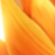 Bird Of Paradise Scent