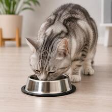 Comedouro Bebedouro Pet Inox 15cm com Base Antiderrapante para Cães e Gatos Pote para Ração e Água - 100ml - Visão 7