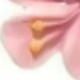 多色