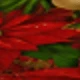 Multicolor