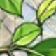 彩膜