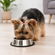 Comedouro Bebedouro Pet Inox 15cm com Base Antiderrapante para Cães e Gatos Pote para Ração e Água - 100ml - Visão 6