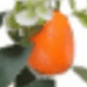 2pcs Orange Vine