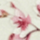 Peach Blossom Petals