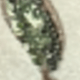 Hijau