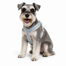 1 buah Harness Anjing Peliharaan Cocok Untuk Anjing Berukuran Kecil dan Sedang - Baby Blue - View 12